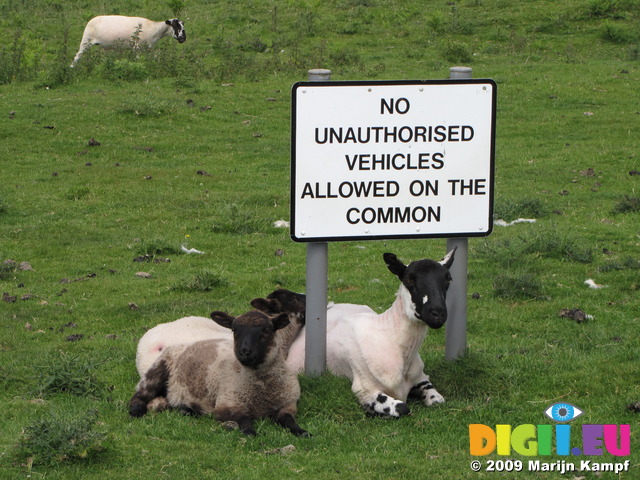 SX06879 Sheared sheep and lambs underneath 'No unauthorised vehicles allowed on the common' sign